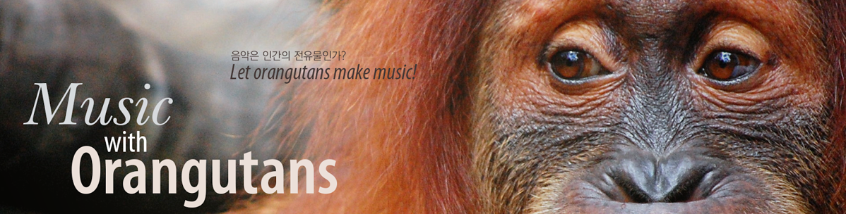 Music with Orangutans - 음악은 인간의 전유물인가? Let orangutans make music!